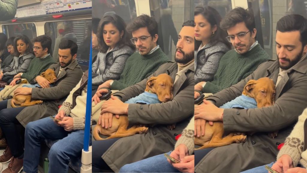 Vizsla puppy naps in dad's lap in crowded public transport