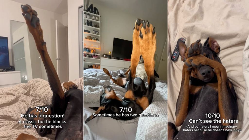 Instagram video shows Doberman's unique sleeping positions