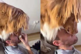 Instagram video shows dog almost sitting on owner's head for food