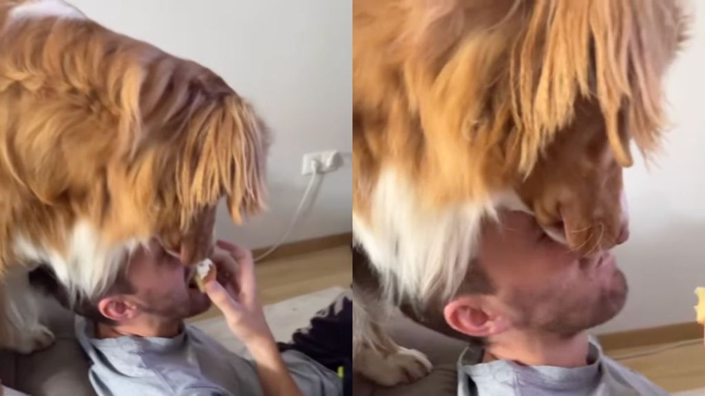 Instagram video shows dog almost sitting on owner's head for food