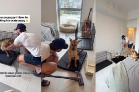 nstagram video shows how rescue dog supervises owner while he cleans the crate