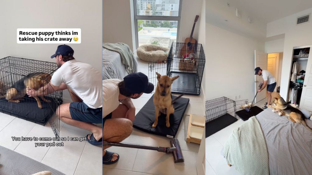 nstagram video shows how rescue dog supervises owner while he cleans the crate