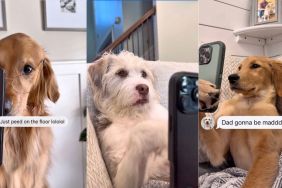 Owner gives a glimpse of dogs sending messages to each other in viral video