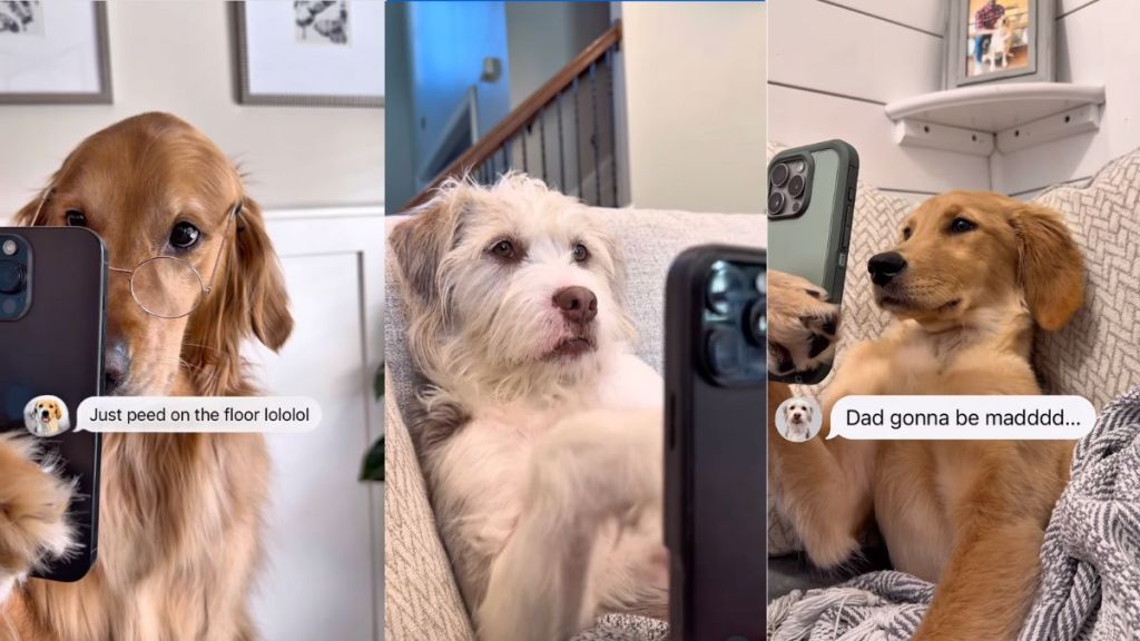 Owner gives a glimpse of dogs sending messages to each other in viral video