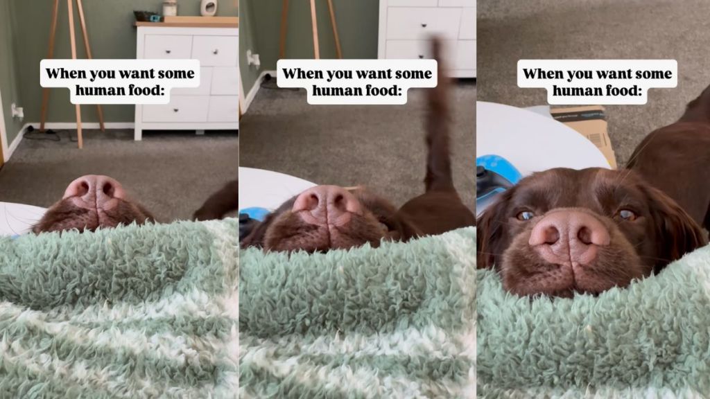 Video of dog wanting some human food is too cute to miss
