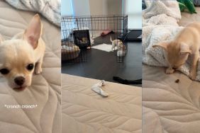 Dog comes running to owner everytime he starts eating kibble