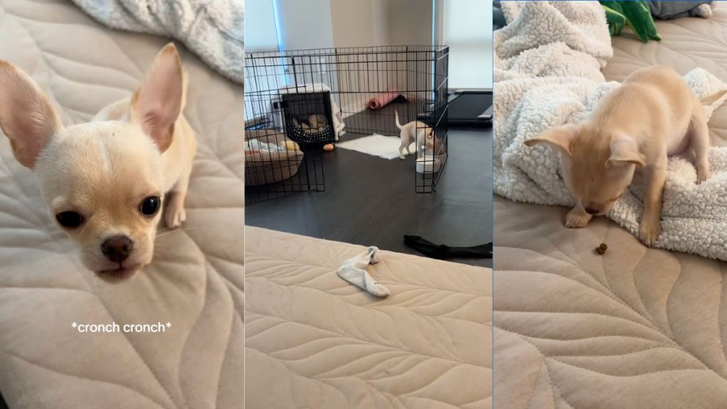 Dog comes running to owner everytime he starts eating kibble