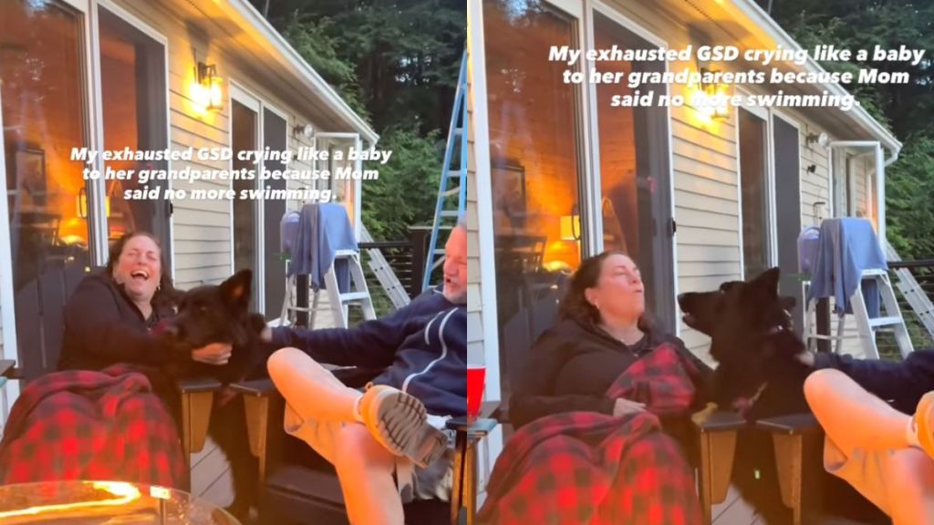 Dog whines to get grandma's attention after mom doesn't give permission to swim