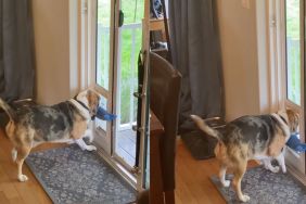 Dog gets stuck in the dog door while stealing a toy from the neighbor's house