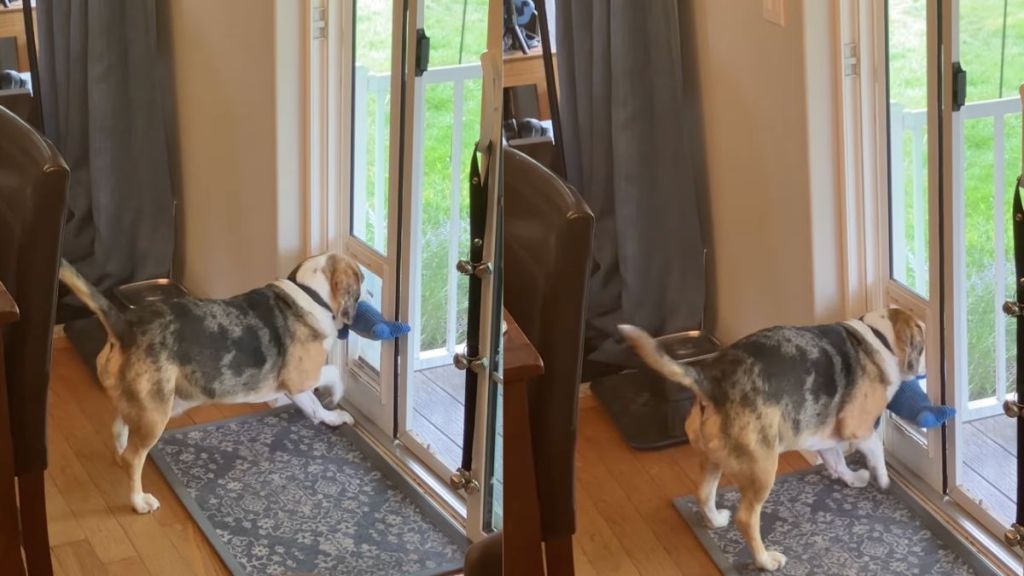 Dog gets stuck in the dog door while stealing a toy from the neighbor's house