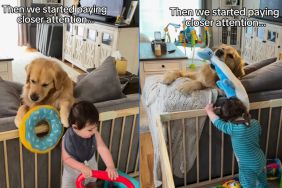 Instagram video reveals why Golden Retriever keeps dropping toys in toddler's play area