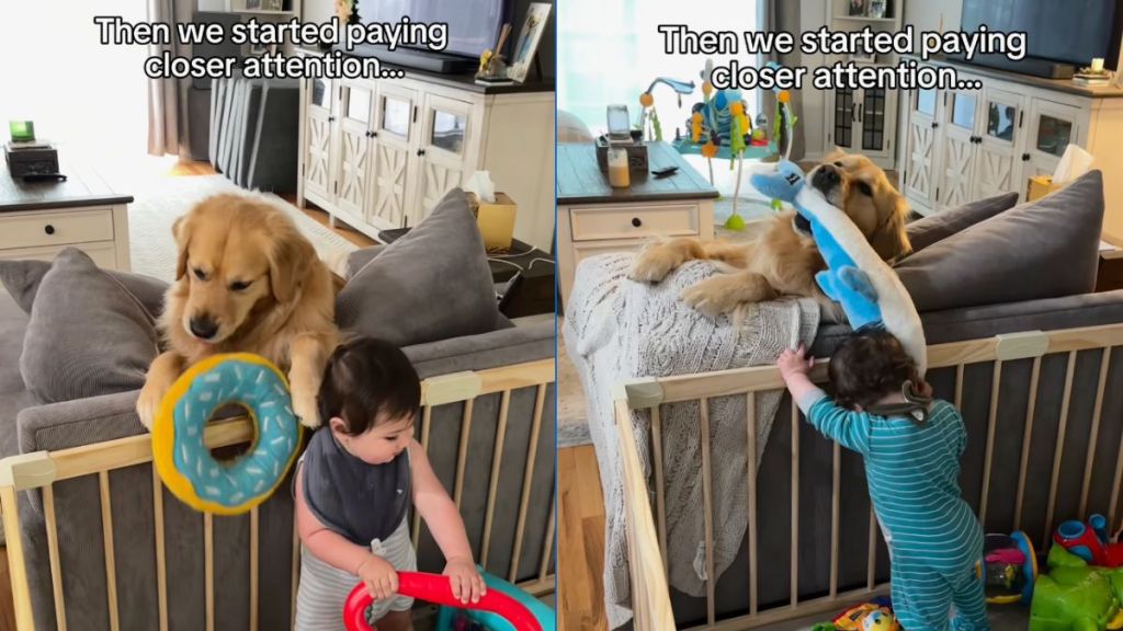 Instagram video reveals why Golden Retriever keeps dropping toys in toddler's play area