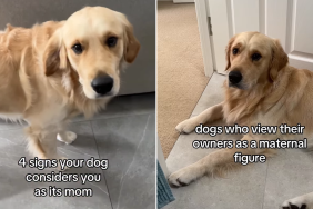 dog signs video