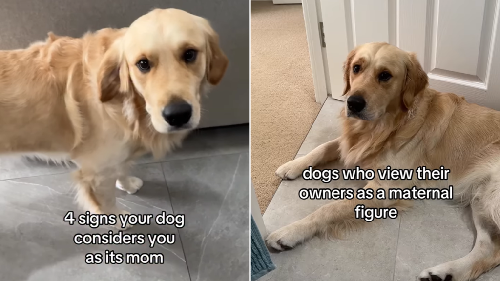 dog signs video