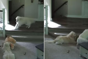 golden retriever dog video
