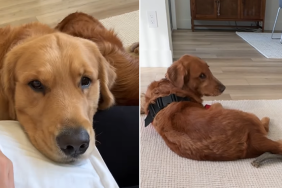 golden retriever attention video
