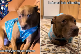 pitbull cats video