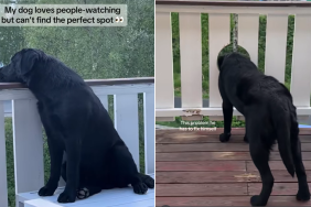 dog fence