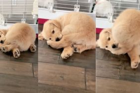 Golden Retriever puppy's favorite toy is his tail