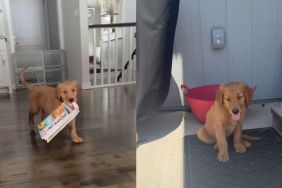 Instagram video shows what a Golden Retriever puppy does on his visit to grandparents' home