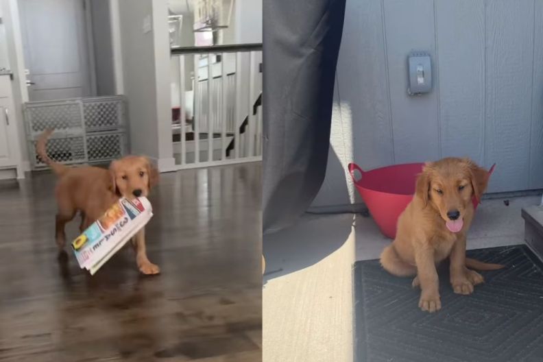 Instagram video shows what a Golden Retriever puppy does on his visit to grandparents' home