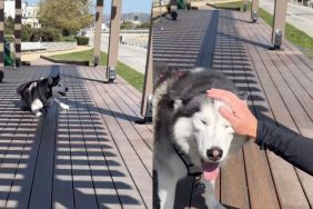 Instagram video shows Husky running back to dad after slipping while playing