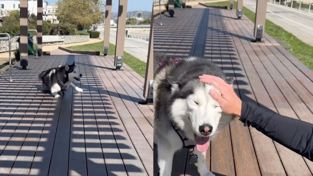Instagram video shows Husky running back to dad after slipping while playing
