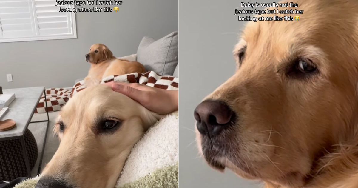 Video: ‘Jealous’ Golden Retriever Gives Side Eye When Mom Pets Sibling