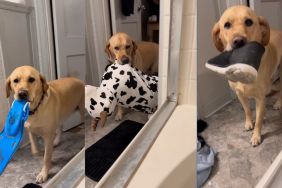 Rescue dog brings owner a variety of items during bath time in viral video