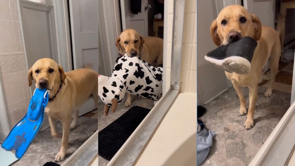 Rescue dog brings owner a variety of items during bath time in viral video
