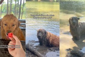 Instagram video shows Golden Retriever coating herself in sludge