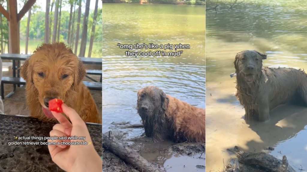 Instagram video shows Golden Retriever coating herself in sludge