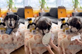'Blind' rescue dog reads daily horoscope for followers in video
