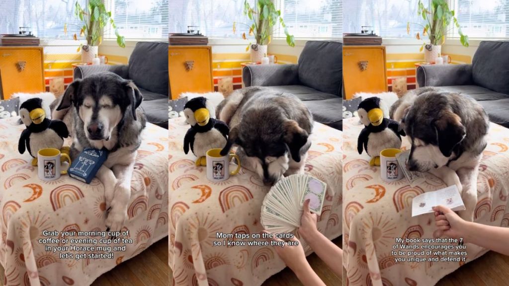 'Blind' rescue dog reads daily horoscope for followers in video