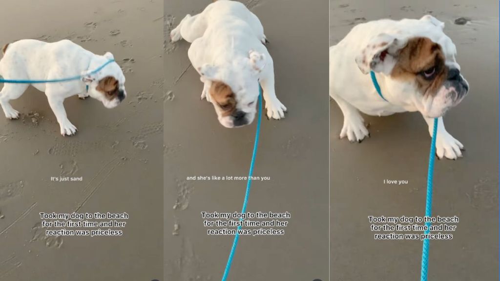 Instagram video shows dog walking like 'salamander' at the beach