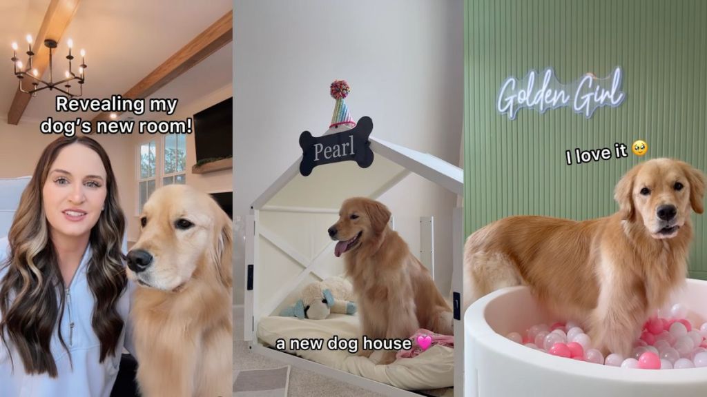Golden Retriever is excited when exploring new room in viral video