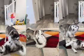 Pomsky proves 'there can only be one' of her in viral video