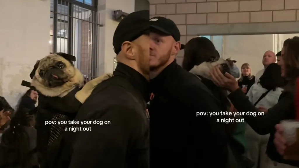 pug nightout video