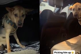 Instagram video captures the moment rescue dog reunites with owner after a few days at babysitter’s