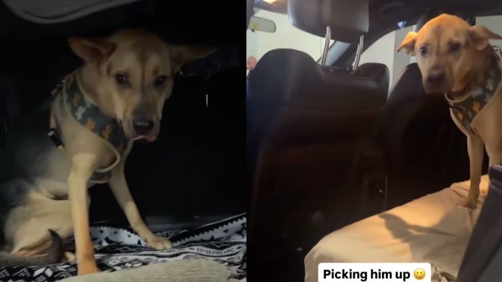 Instagram video captures the moment rescue dog reunites with owner after a few days at babysitter’s