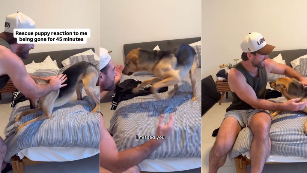 Rescue dog can barely contain excitement when owner returns home