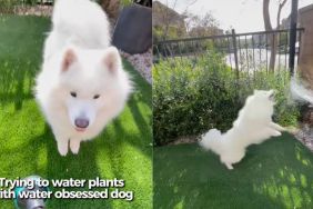 Owner struggles to water plants with water-obsessed Samoyed