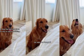 Golden Retriever communicates with owner by tap dancing in cute video