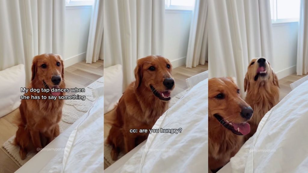 Golden Retriever communicates with owner by tap dancing in cute video