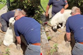 Instagram video shows Golden Retriever going for kisses and cuddles during garden job