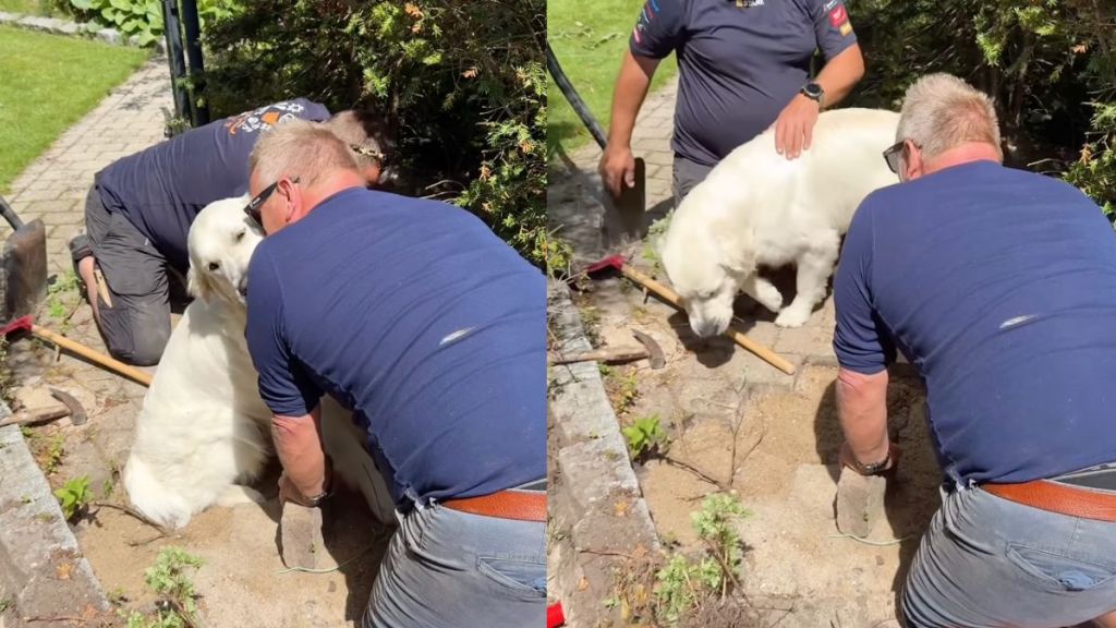Instagram video shows Golden Retriever going for kisses and cuddles during garden job