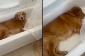 Golden Retriever sleepy bathtub video