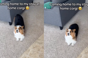 Corgi owner video