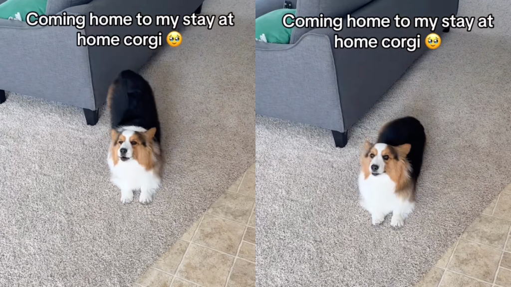 Corgi owner video