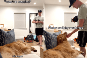 Golden Retriever dad video